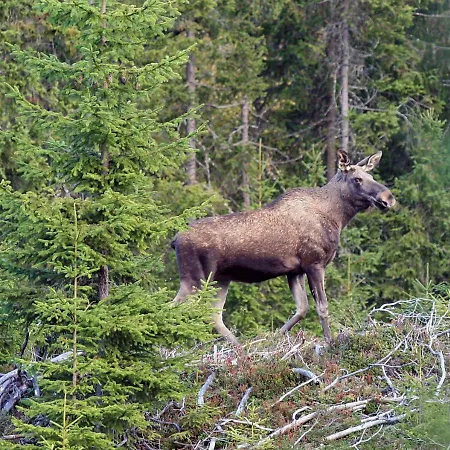 Gran Nordre Snåsa